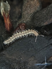 Nearctodesmidae