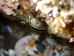 Parablennius laticlavius