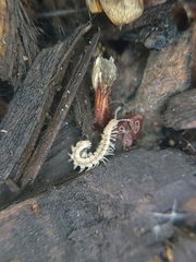 Nearctodesmidae
