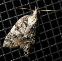 Platynota exasperatana