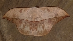 Oxytenis modestia