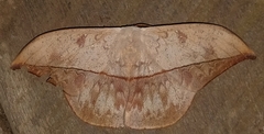 Oxytenis modestia