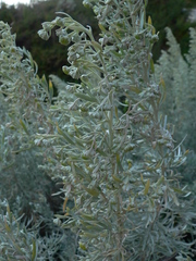 Artemisia arborescens