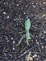 Trachymantis dentifrons