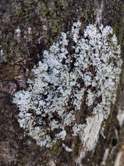 Heterodermia albicans