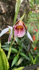 Phaius