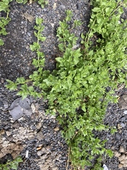 Patellifolia procumbens image