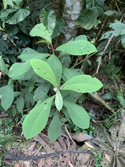 Saurauia