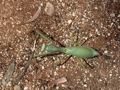 Trachymantis dentifrons