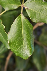 Lardizabala biternata