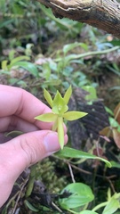 Epidendrum geminiflorum
