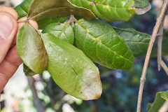 Lardizabala biternata