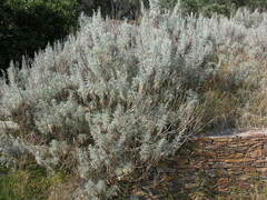 Artemisia arborescens