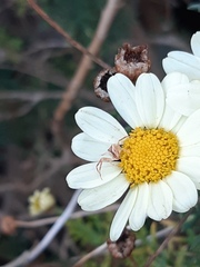 Sidymella trapezia