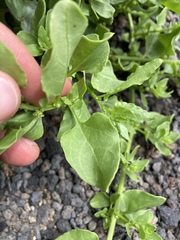 Patellifolia procumbens