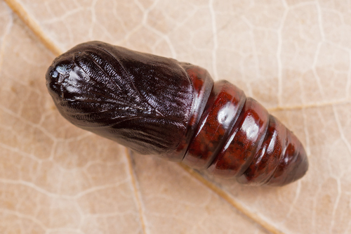 Iron Prominent