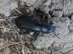 Eleodes longicollis