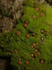 Coenogonium implexum