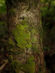 Coenogonium implexum