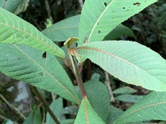 Saurauia