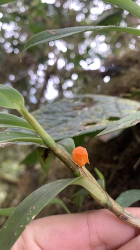 Maxillaria jamesonii
