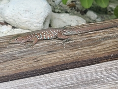 Cnemidophorus arubensis