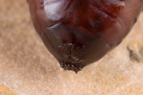 Iron Prominent