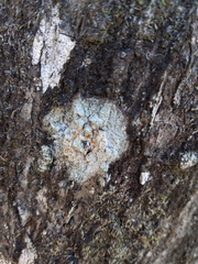 Brigantiaea leucoxantha