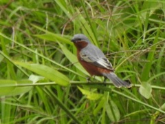 Sporophila hypoxantha
