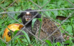 Callithrix penicillata