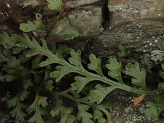 Asplenium montanum