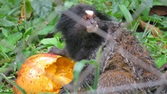 Callithrix penicillata