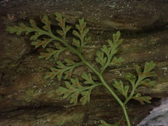Asplenium montanum