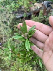 Rhododendron viscosum