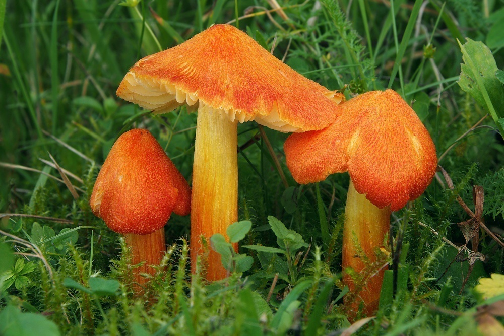 Fibrous Waxcap