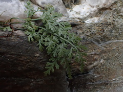 Asplenium montanum