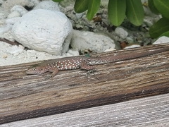 Cnemidophorus arubensis