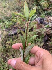 Rhododendron viscosum