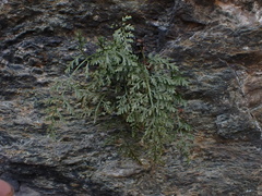 Asplenium montanum