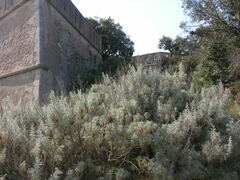 Artemisia arborescens