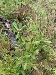 Rhododendron viscosum