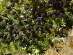 Lamproderma columbinum