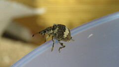 Polyteles guerini
