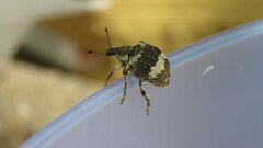 Polyteles guerini
