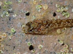 Bellapiscis lesleyae
