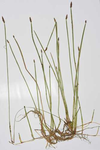 Eleocharis mamillata ssp. mamillata
