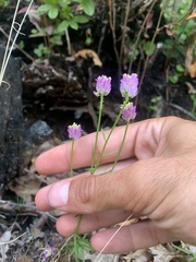 Polygala curtissii