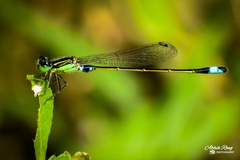 Ischnura senegalensis