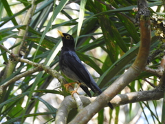 Turdus flavipes