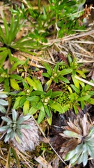 Abrotanella rostrata